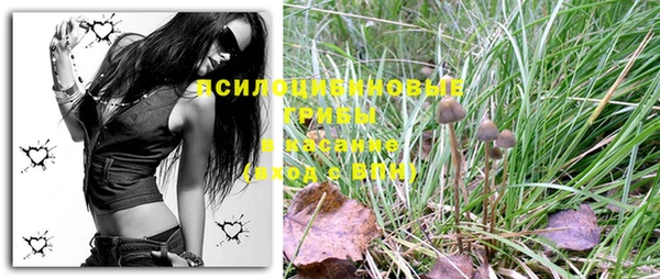PSILOCYBIN Верхний Тагил